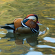 Here’s the duck in the Central Park Pond on November 1